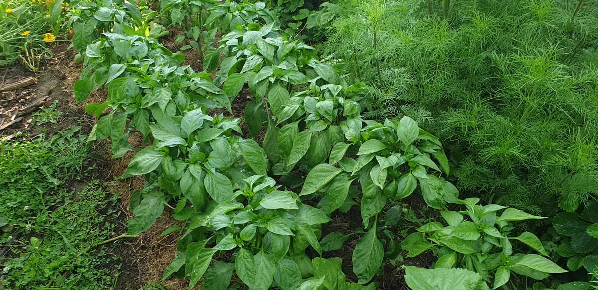 Potager en pleine saison