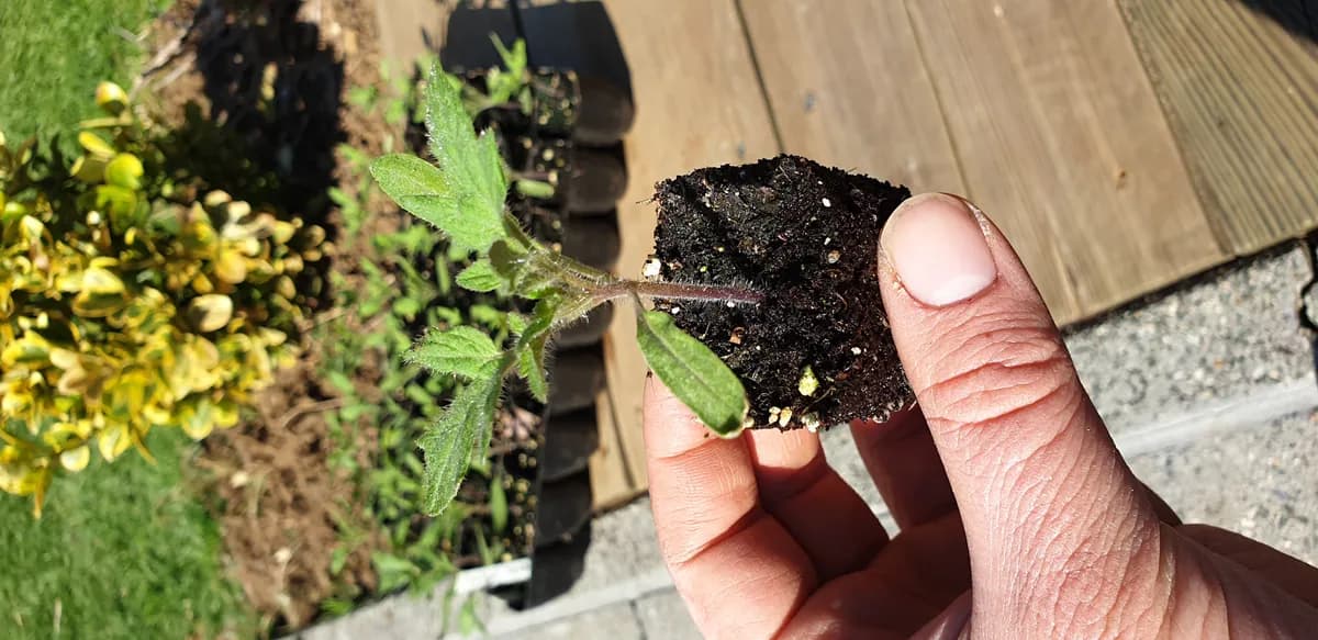 Main tenant un plant de tomate avec la motte de terreau visible
