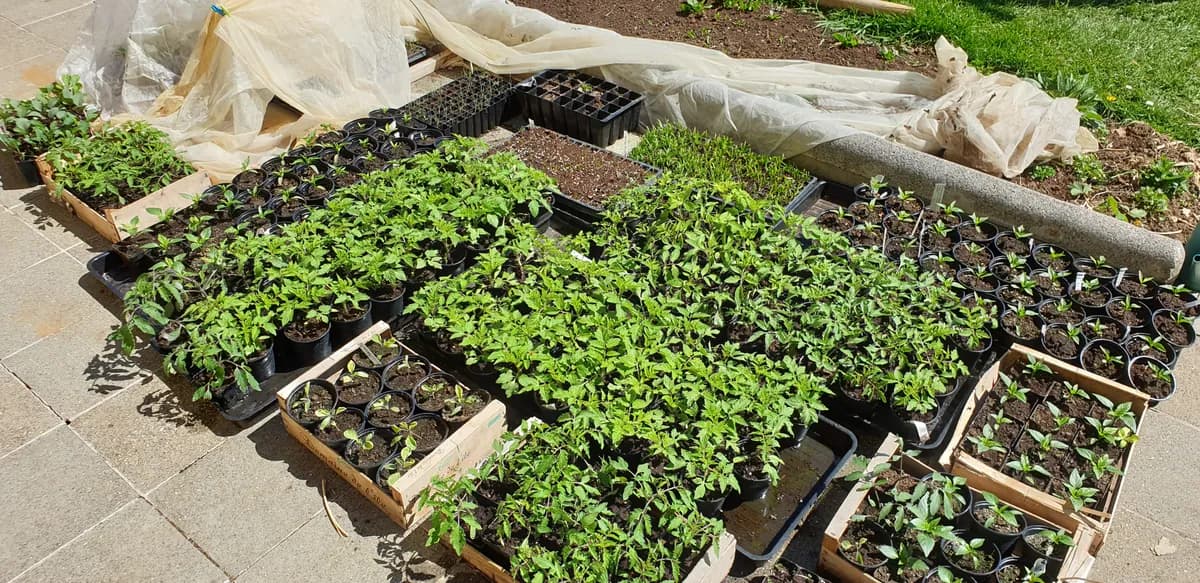 Plants de tomates en godets lors de l'acclimatation sur terrasse