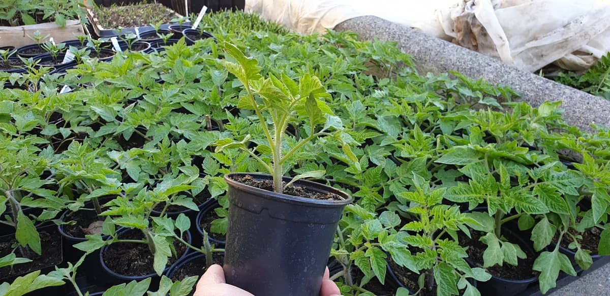 Plant de tomate en godet tenu à la main en extérieur