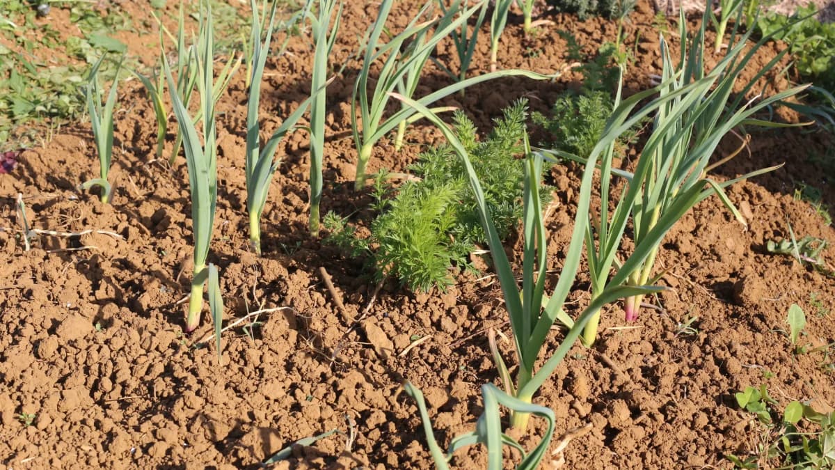 Têtes d'ail fraîchement récoltées au potager