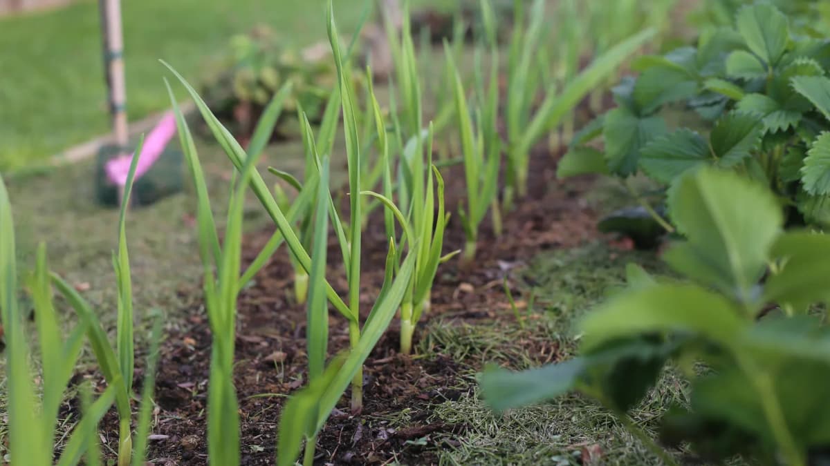 Planter l'ail à l'automne : la bonne période selon votre région