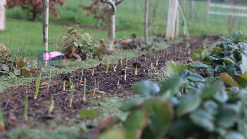 Comment planter l'ail pas à pas : séquence, outils et premiers signes de levée