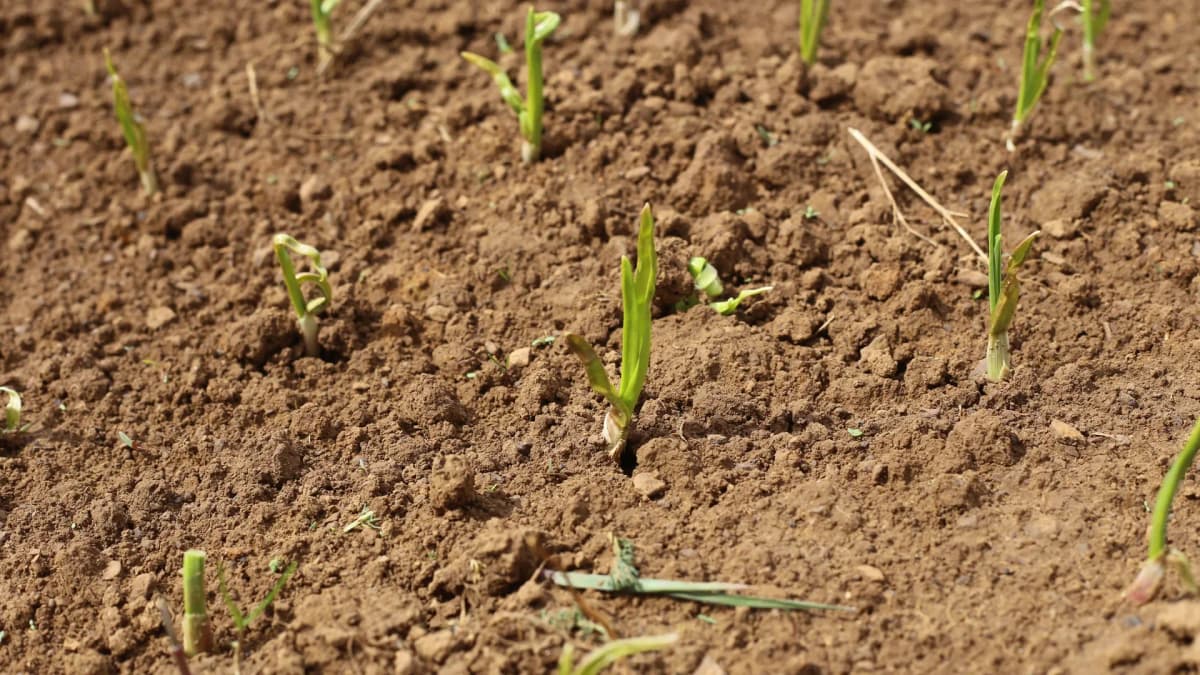 Ail de printemps : variétés adaptées et méthode pour rattraper la saison