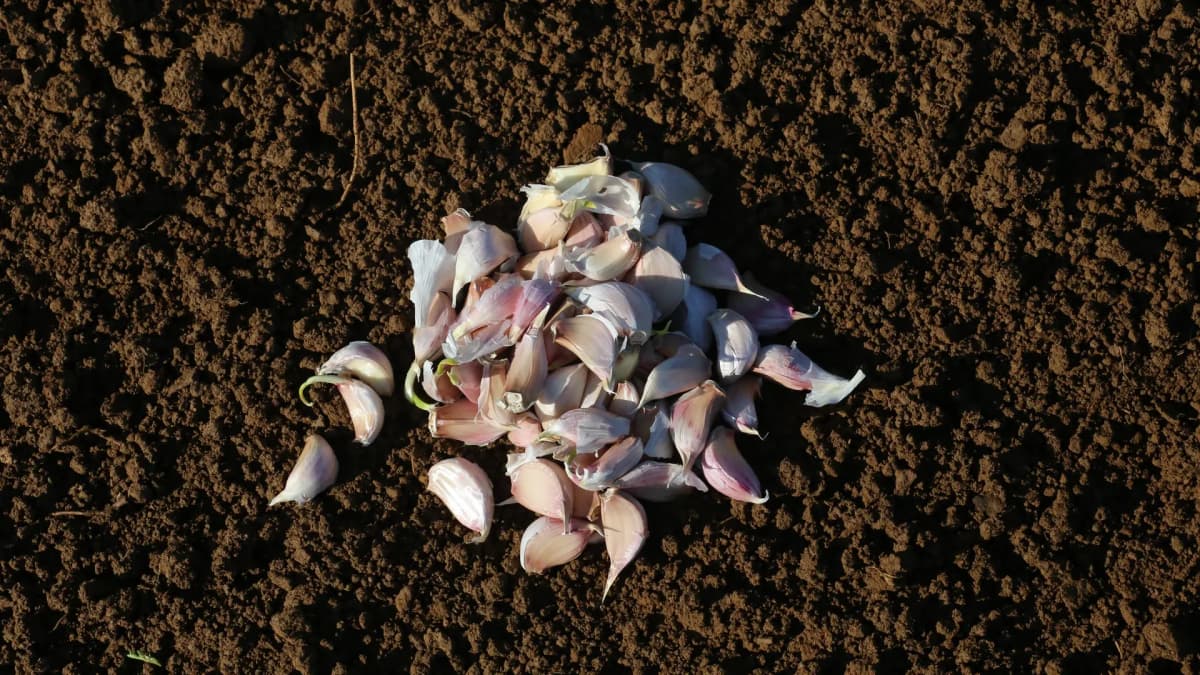Semer l'ail ou le planter : quelle différence et que faire concrètement ?