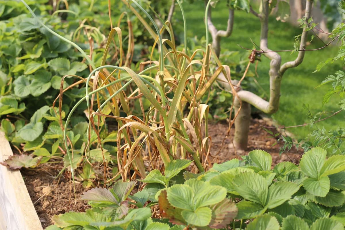 Plant d'ail en fin de cycle avec les deux tiers inférieurs du feuillage jaunis et secs, les feuilles du haut encore vertes