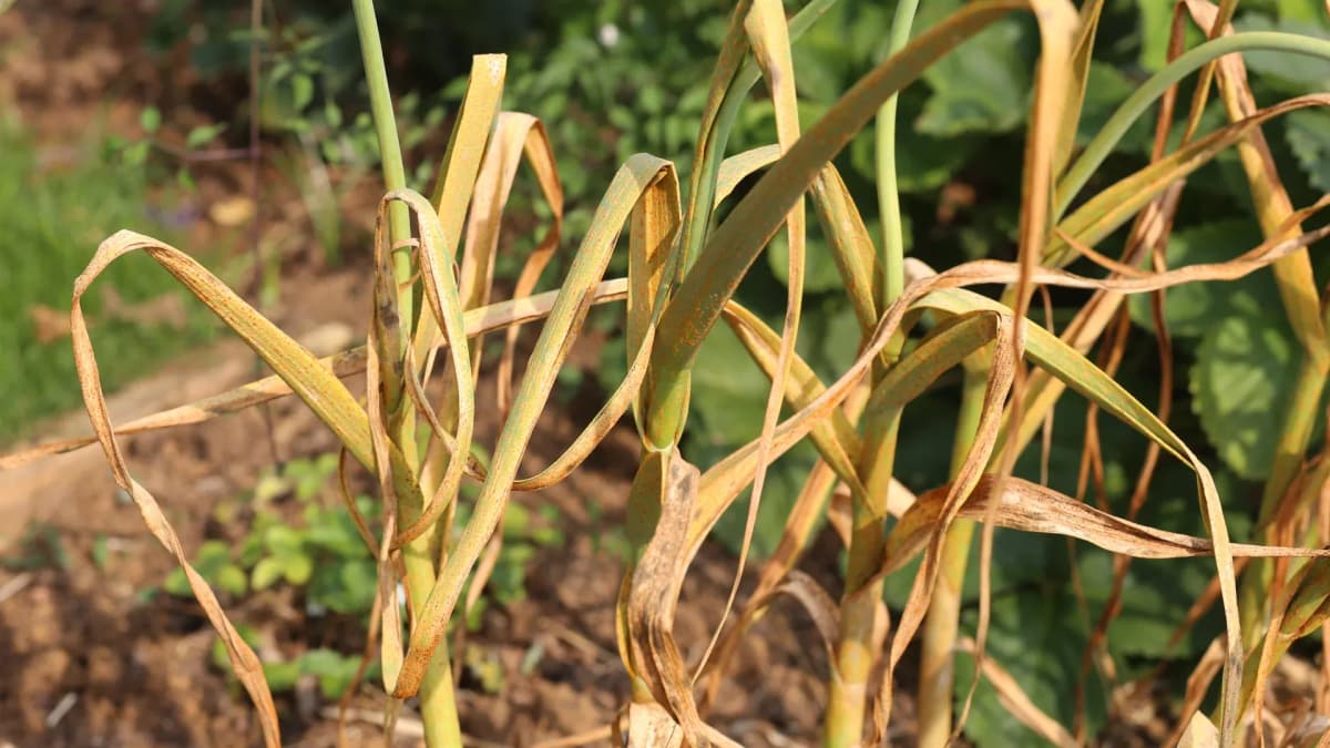 Quand récolter l'ail : les bons signes et les dates par région