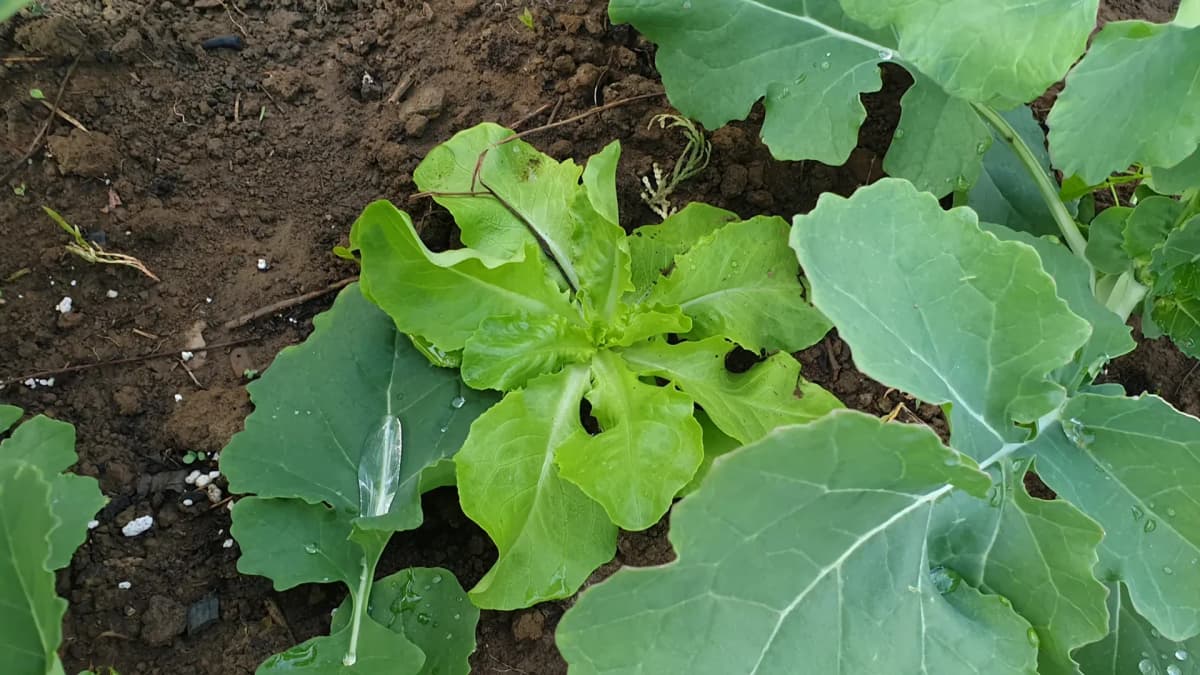 Que planter à côté des brocolis ? Associations et plantes compagnes