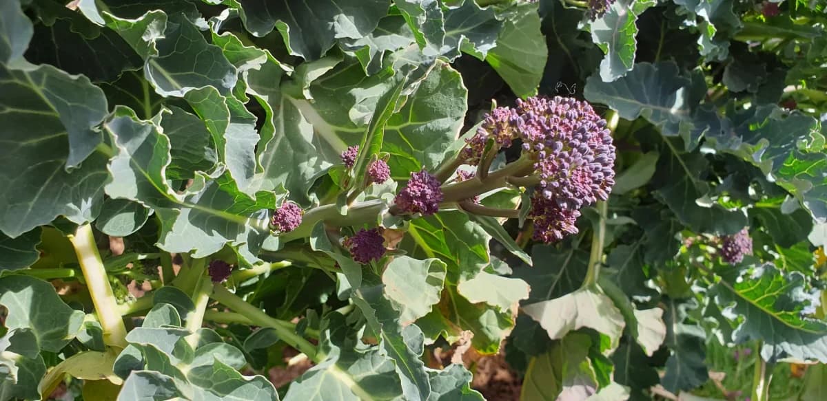 Jets pourpres de brocoli Early Purple Sprouting sur la tige principale, encore en boutons