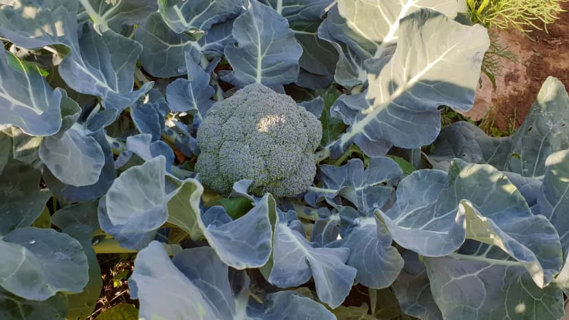 Pied de brocoli avec tête dense prête à récolter