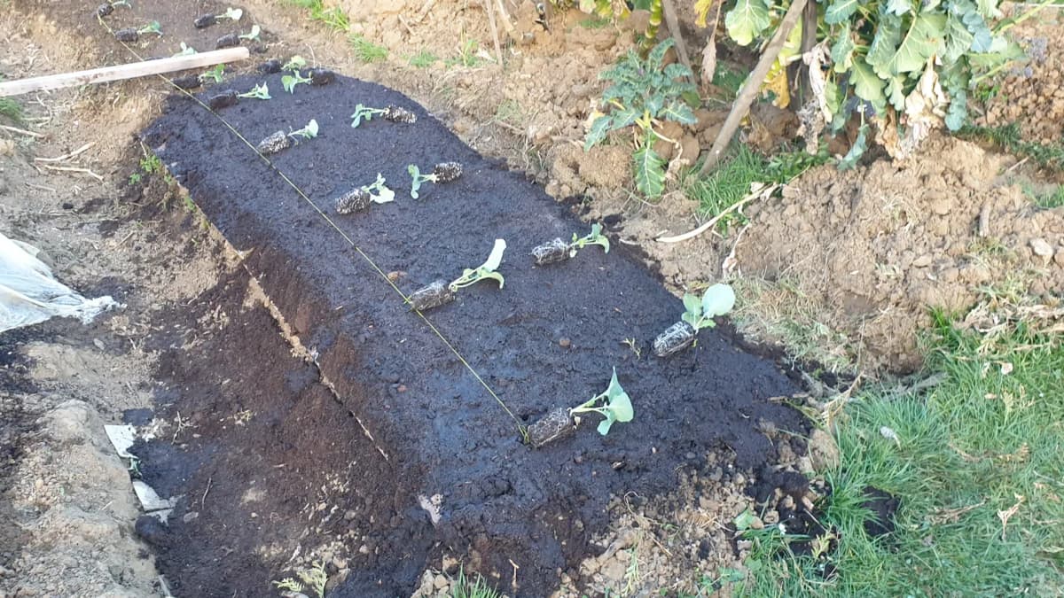 Planter des brocolis en pleine terre : quand et comment