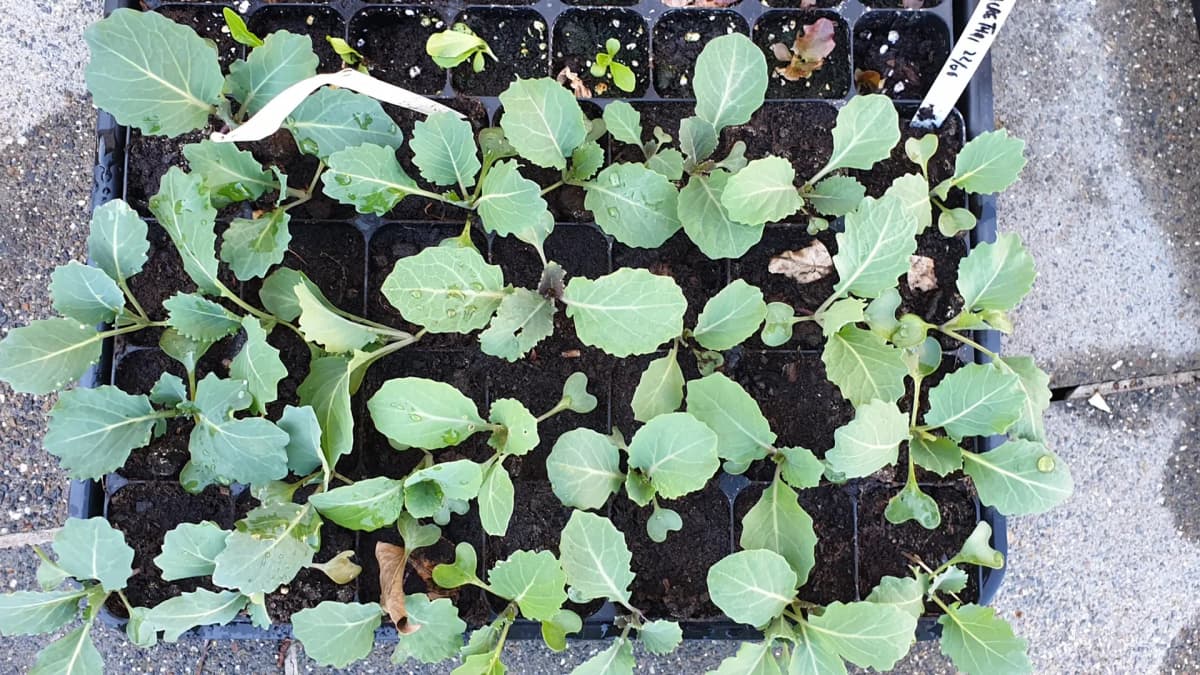 Semis de brocolis en godets : méthode et timing