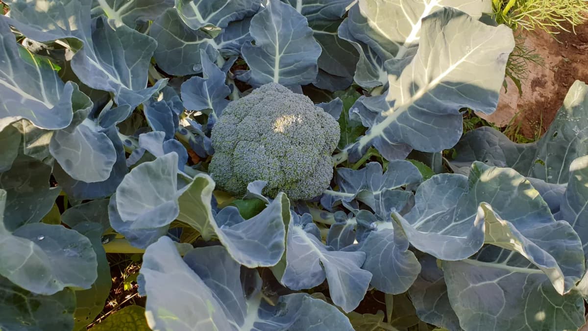 Brocoli 'Belstar' F1 : fiche de culture complète