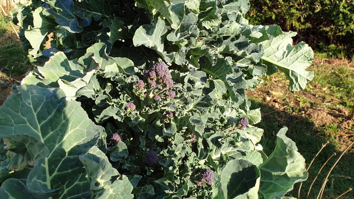 Brocoli 'Early Purple Sprouting' : fiche de culture complète