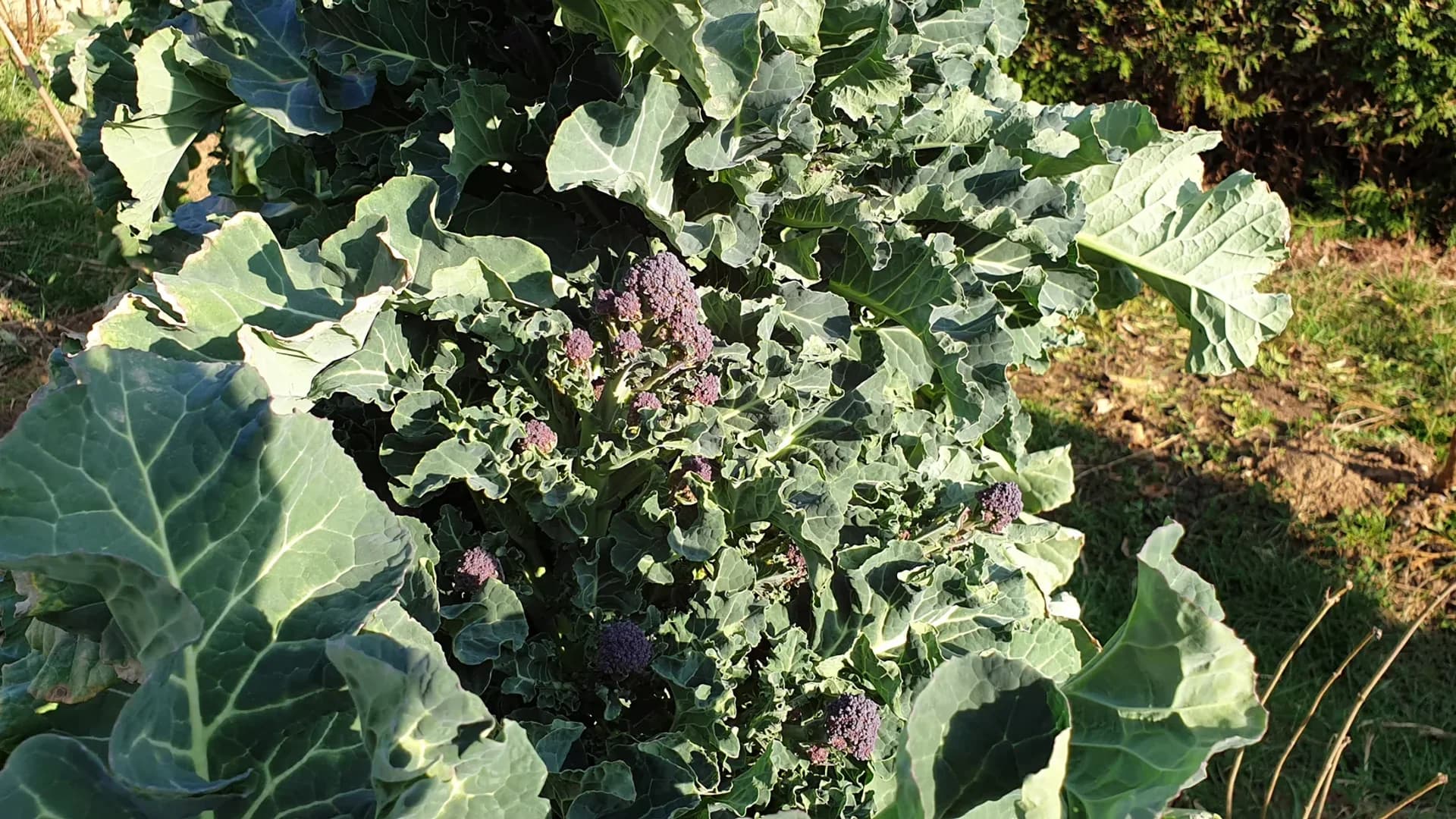 Brocoli 'Early Purple Sprouting' : fiche de culture complète