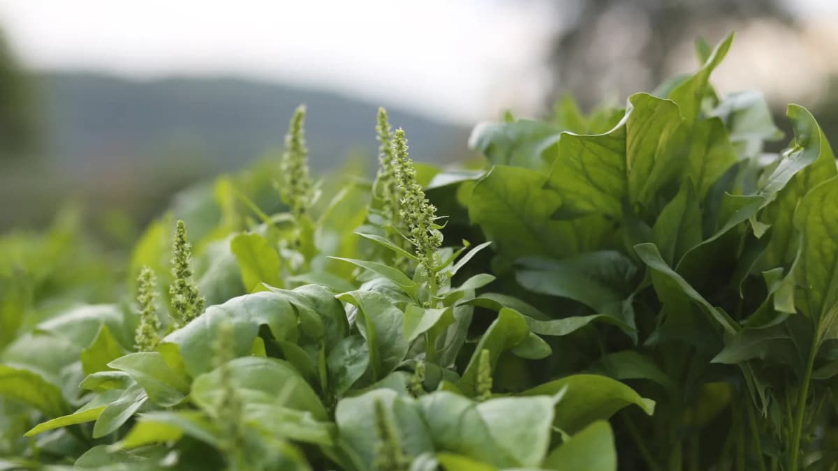 Épinard qui monte en graines : pourquoi ça arrive et comment l'éviter