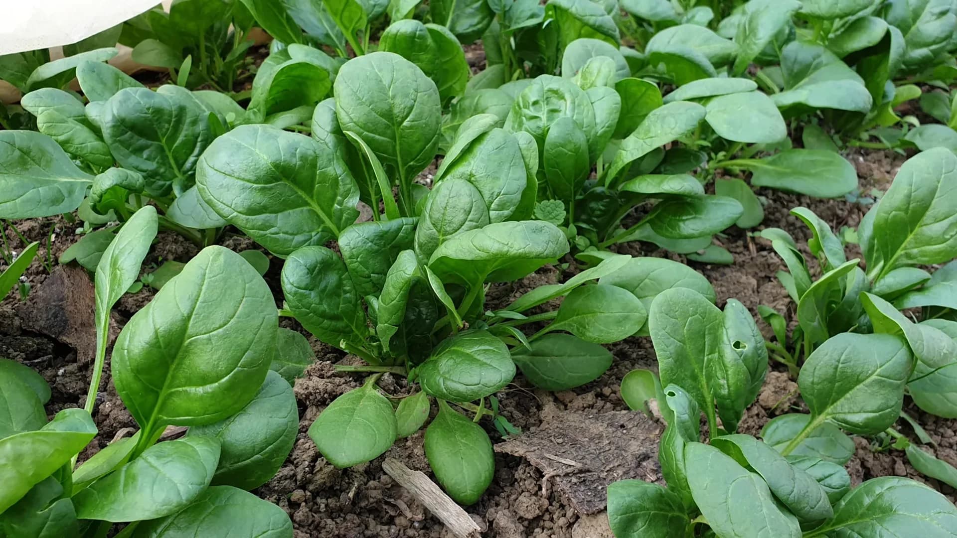 Planche d'épinards matures et luxuriants au potager, belle densité, lumière naturelle