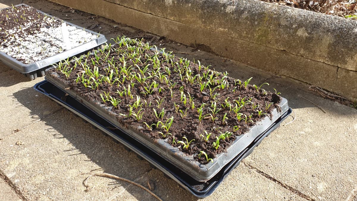 Semis épinards en godet : pourquoi je suis passé aux plaques alvéolées petites cellules