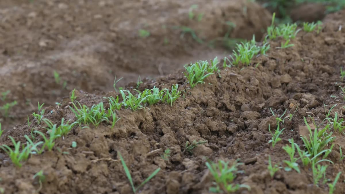 Semer des épinards : la méthode que j'utilise au potager
