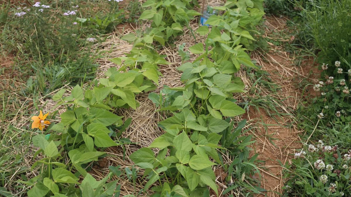 Que planter à côté des haricots verts (et après) : associations et rotations au potager