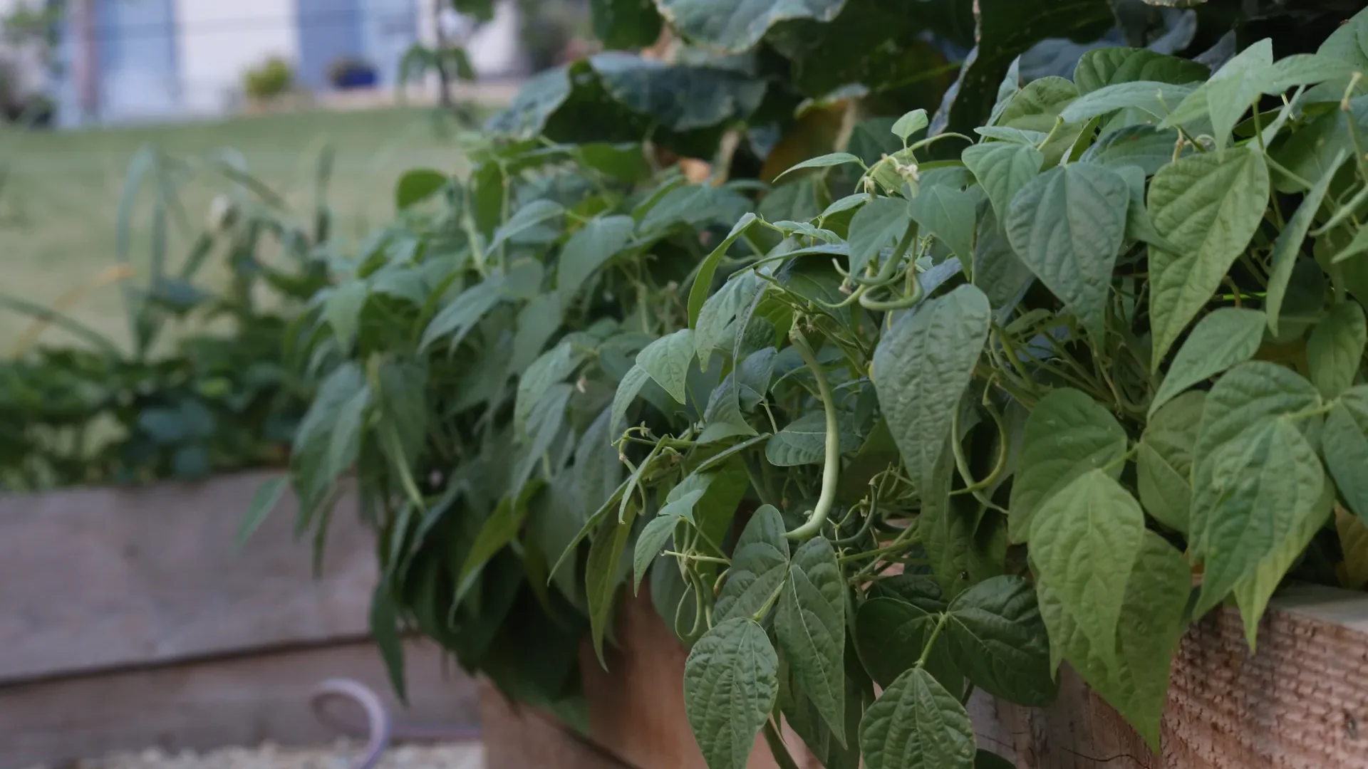 Haricots verts nains en pleine production, gousses vertes bien formées