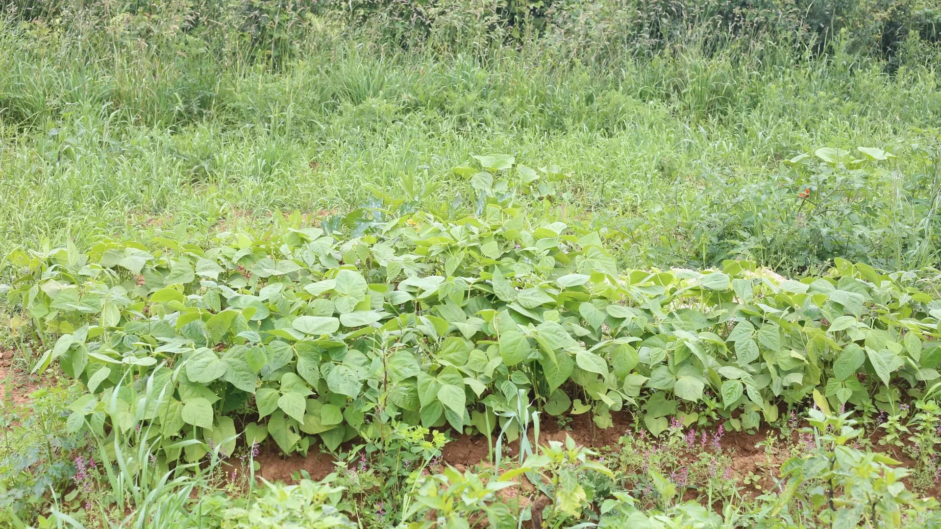 Culture des haricots nains au potager : la méthode sans tuteur