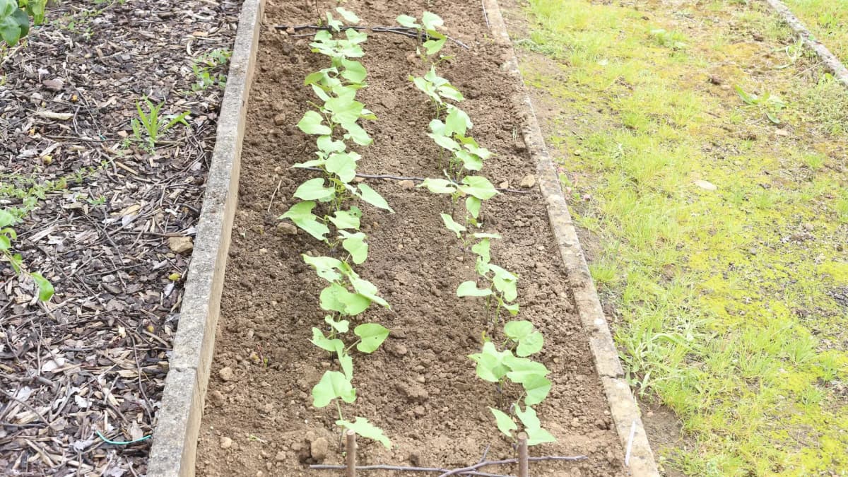 Quand et comment planter les haricots verts en pleine terre
