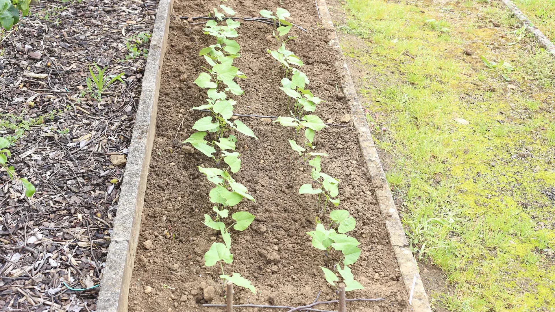 Quand et comment planter les haricots verts en pleine terre