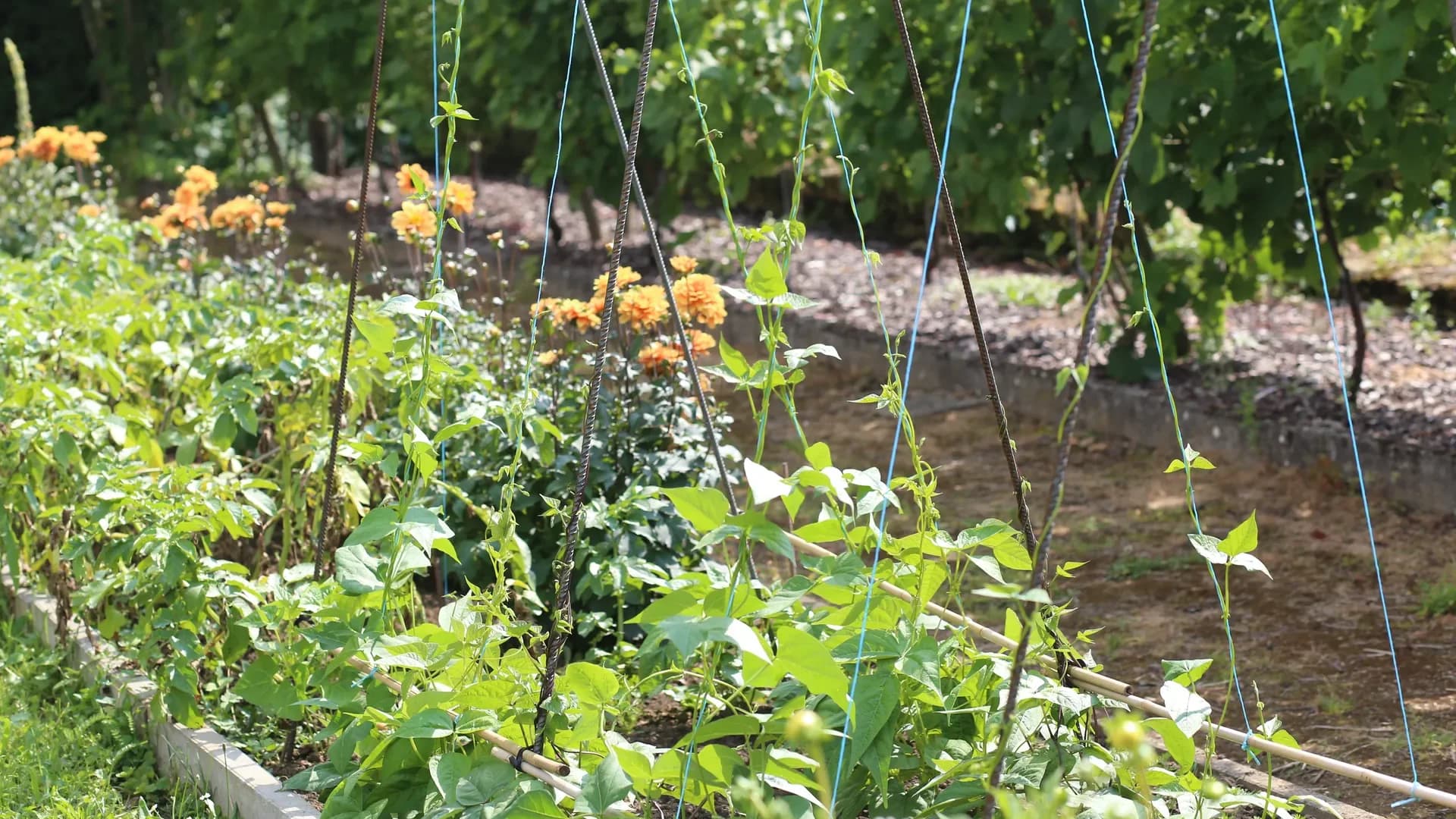 Planter des haricots à rames : culture et tuteurage