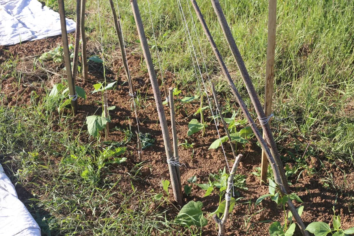 Tipi de bambous bien monté pour haricots à rames, 8 bambous liés au sommet