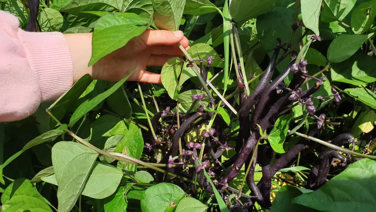 Quand et comment récolter les haricots verts ?