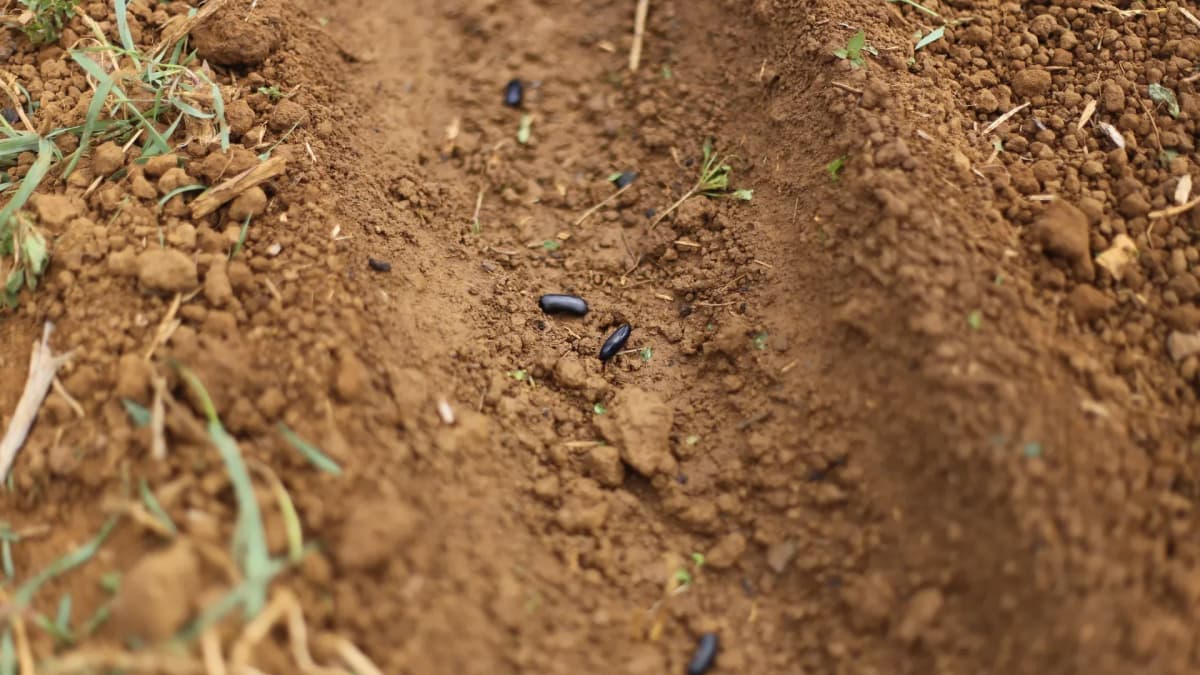 Quand semer les haricots verts : calendrier par zone et méthodes