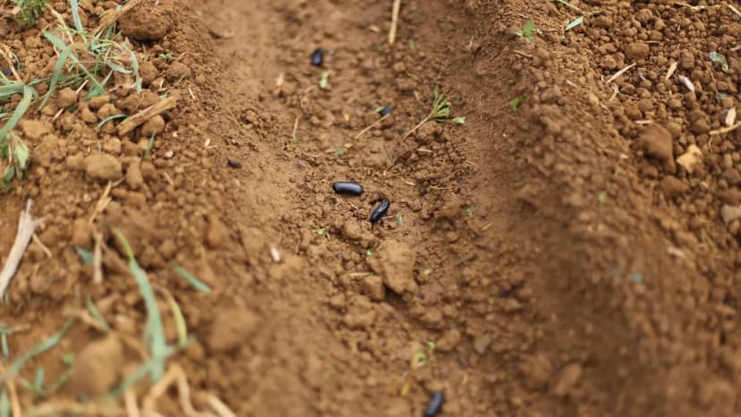 Quand semer les haricots verts : calendrier par zone et méthodes