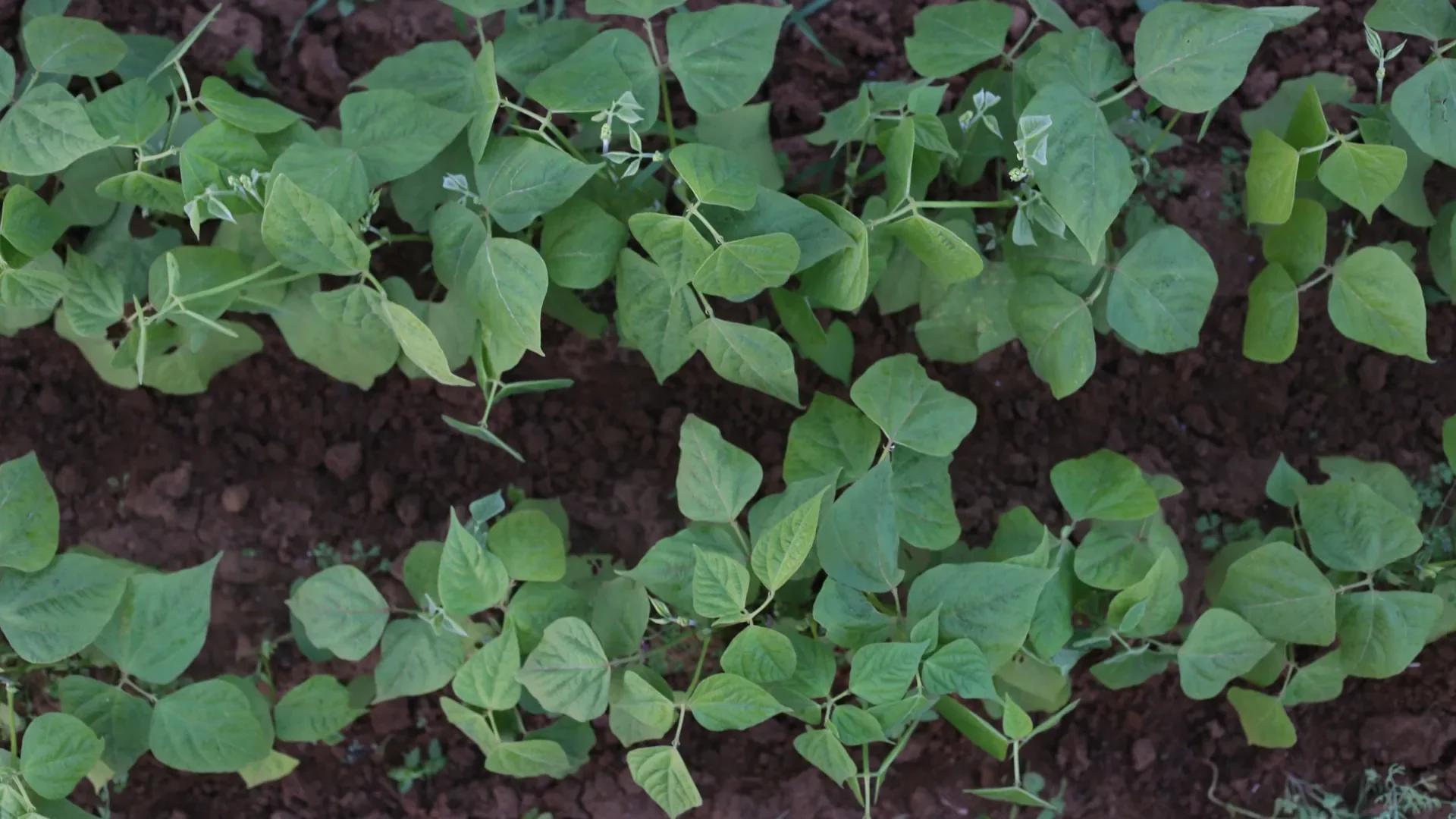 Semer les haricots verts avec la lune : ce que disent les jardiniers (et ce que j'en pense)