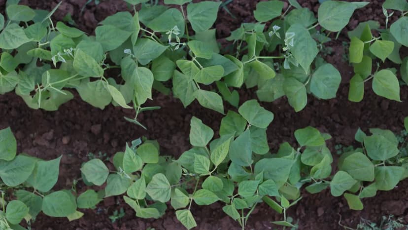 Semer les haricots verts avec la lune : ce que disent les jardiniers (et ce que j'en pense)