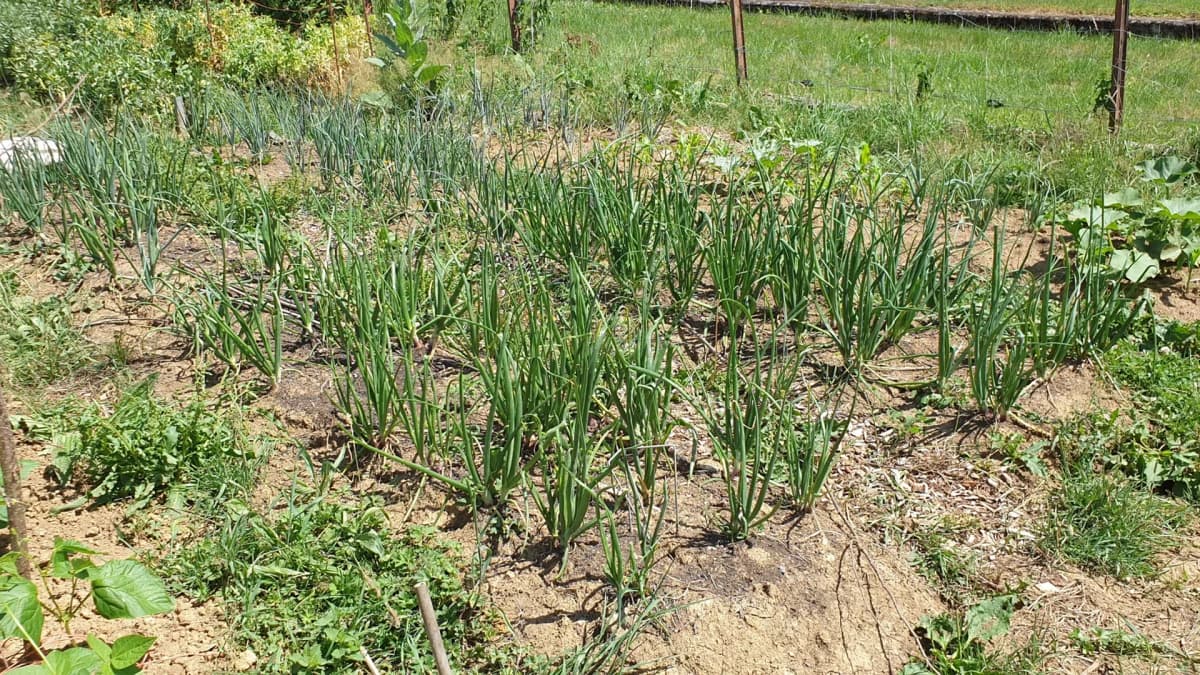 Oignons en cours de croissance au potager
