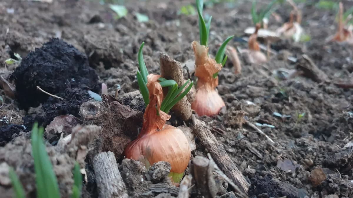 Planter un oignon germé : est-ce vraiment utile ?