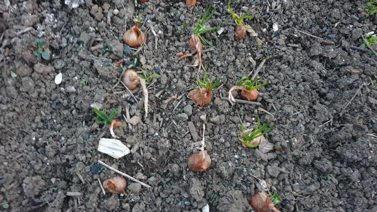 Quand planter les oignons ? Dates par région climatique