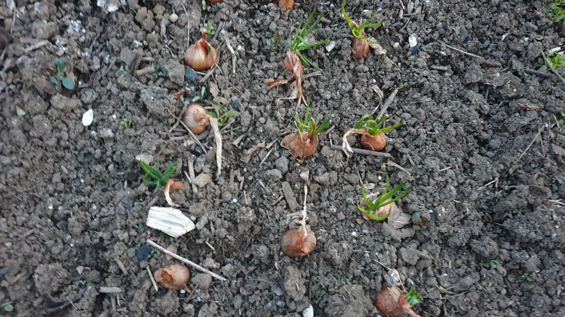 Quand planter les oignons ? Dates par région climatique