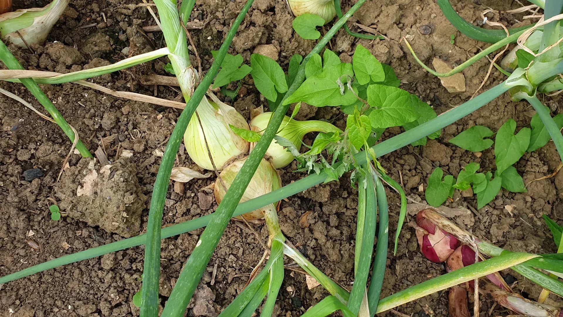 Quand récolter les oignons : les 3 stades pour ne rien perdre