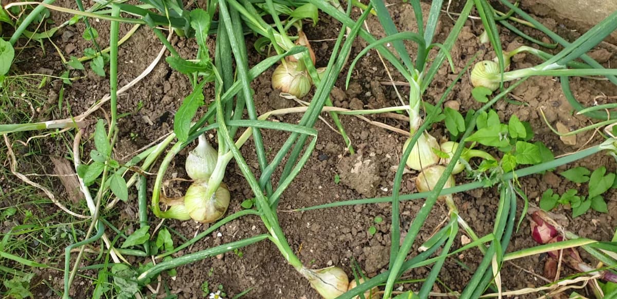 Trois oignons côte à côte illustrant les stades tiges vertes, frais et conservation