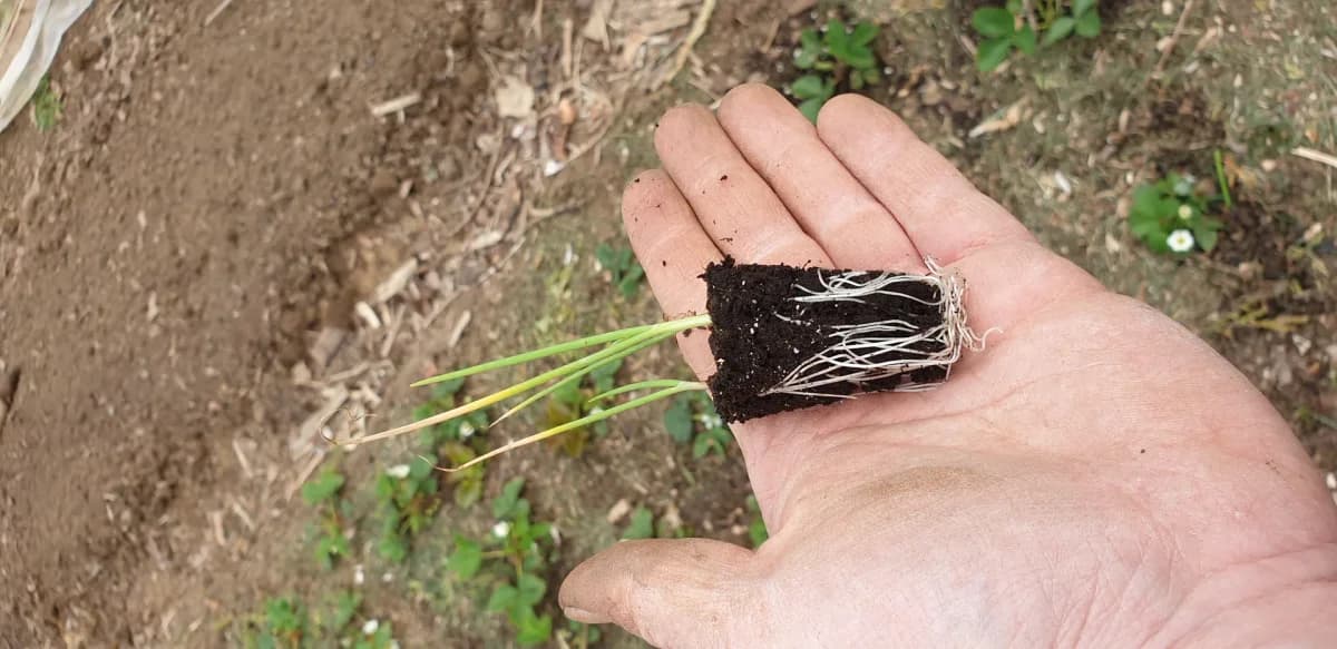 Motte d'oignons sortie de l'alvéole avec tiges de 15 cm et racines bien développées