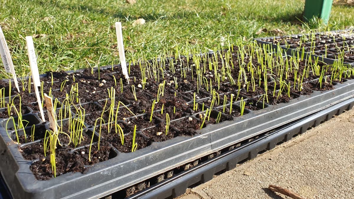 Semer des oignons : pourquoi je préfère les semis aux bulbilles