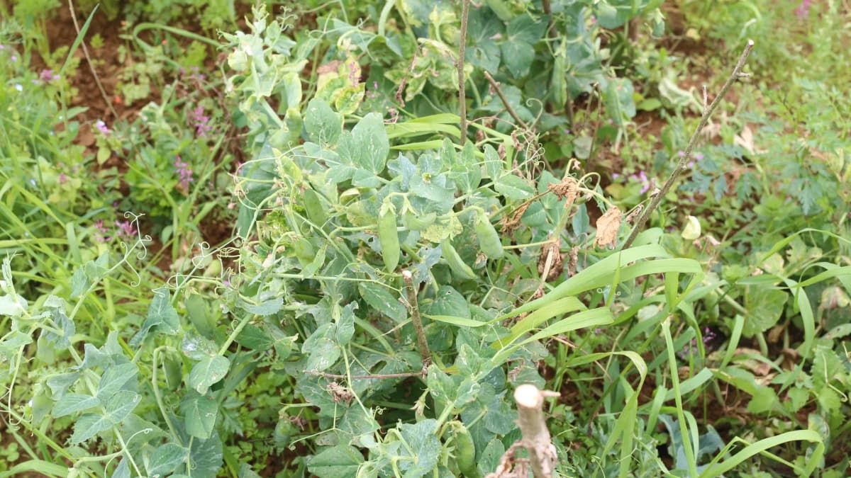Que semer après les petits pois ? Rotation et successions au potager