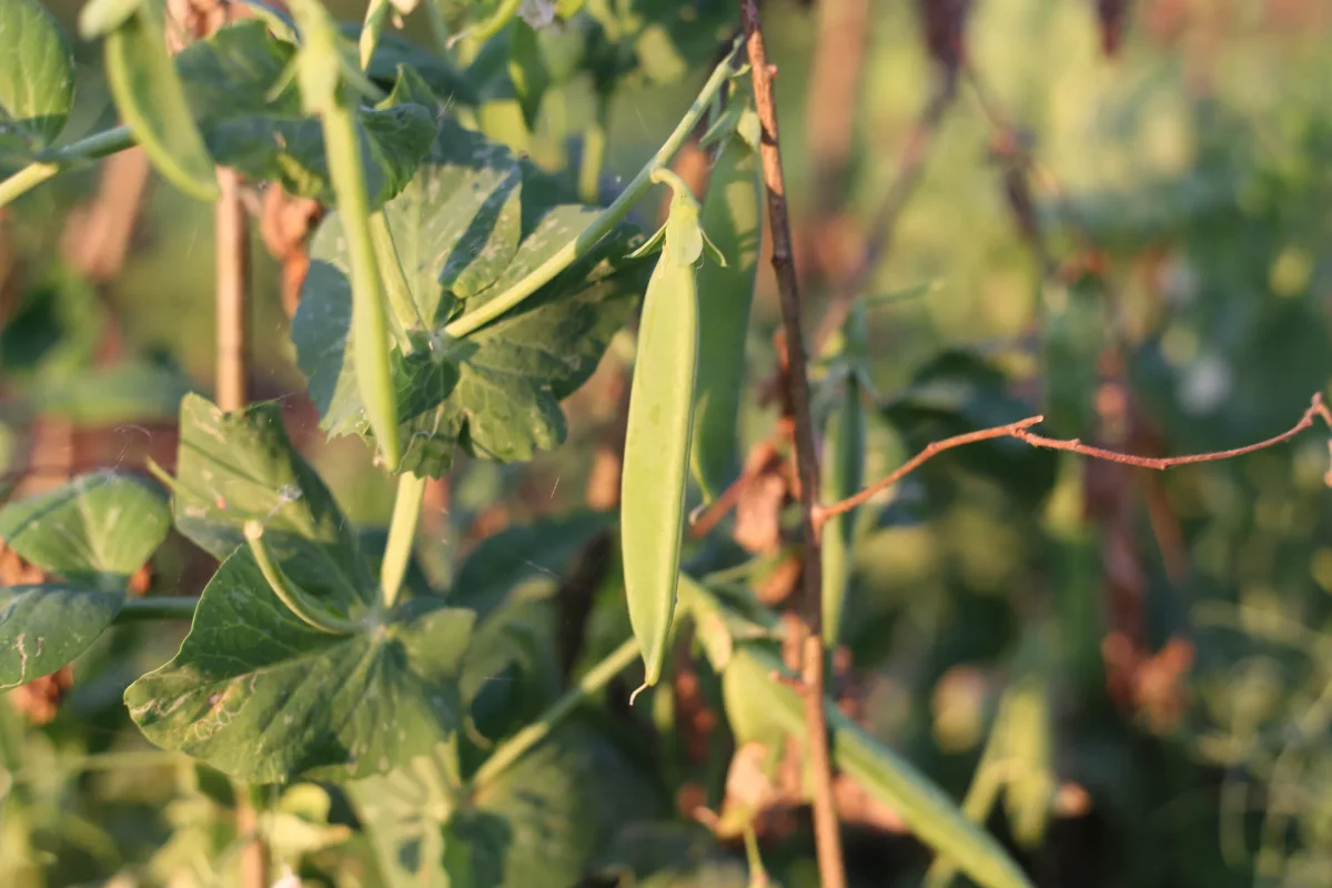 Gousse de pois mangetout plate de 6 cm tenue entre deux doigts, grains à peine visibles sous la peau