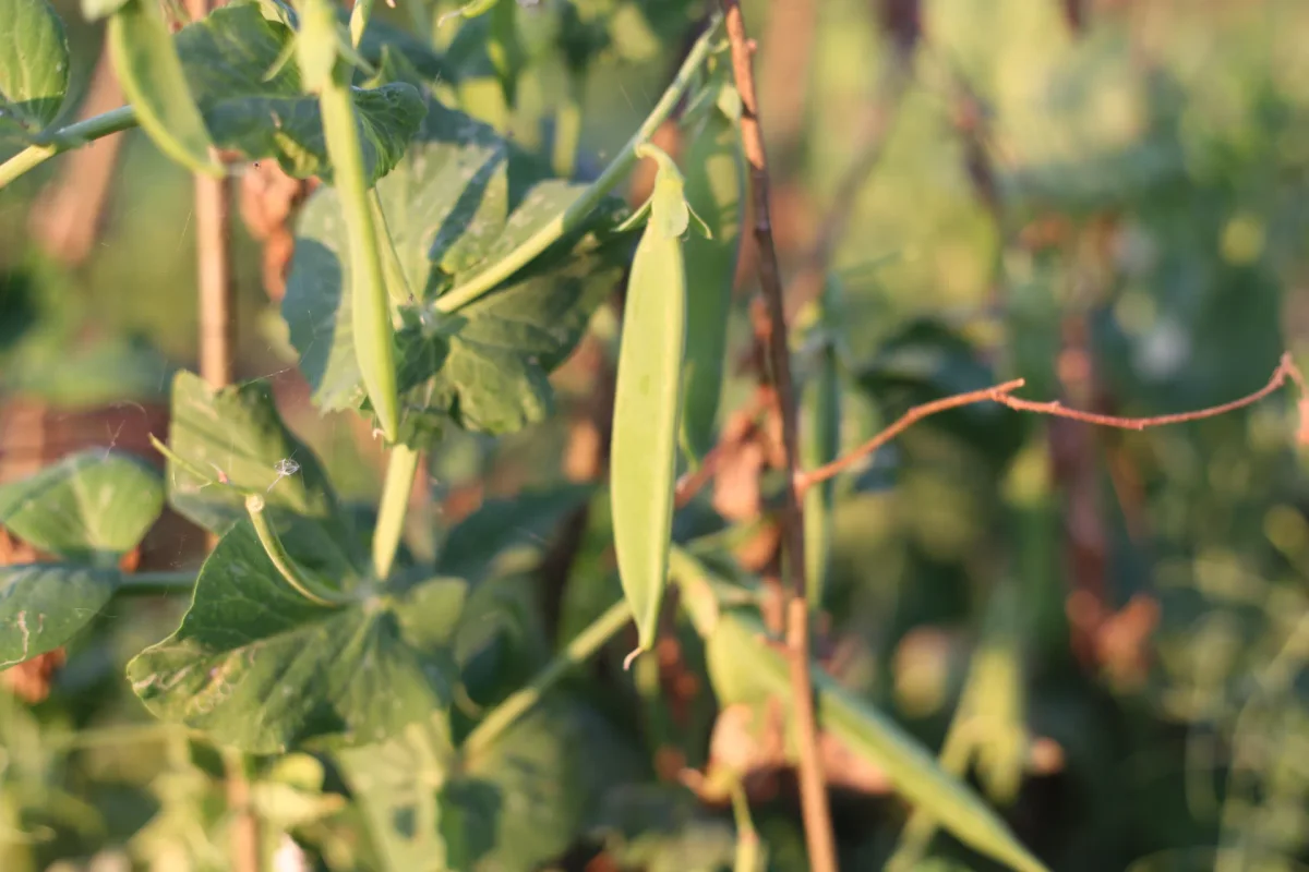 Main tenant une gousse de petits pois bien gonflée, grains visibles sous la peau, sur le plant