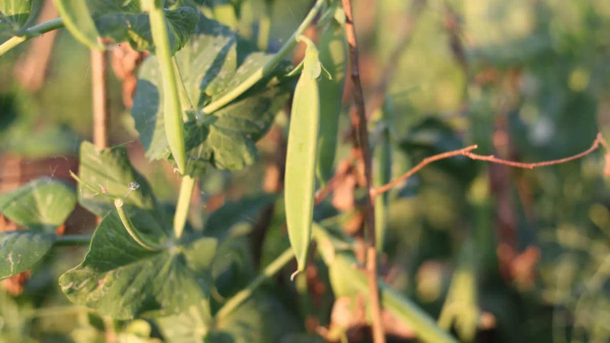 Pois mangetout et pois gourmands : semis, récolte et différences avec les pois à écosser