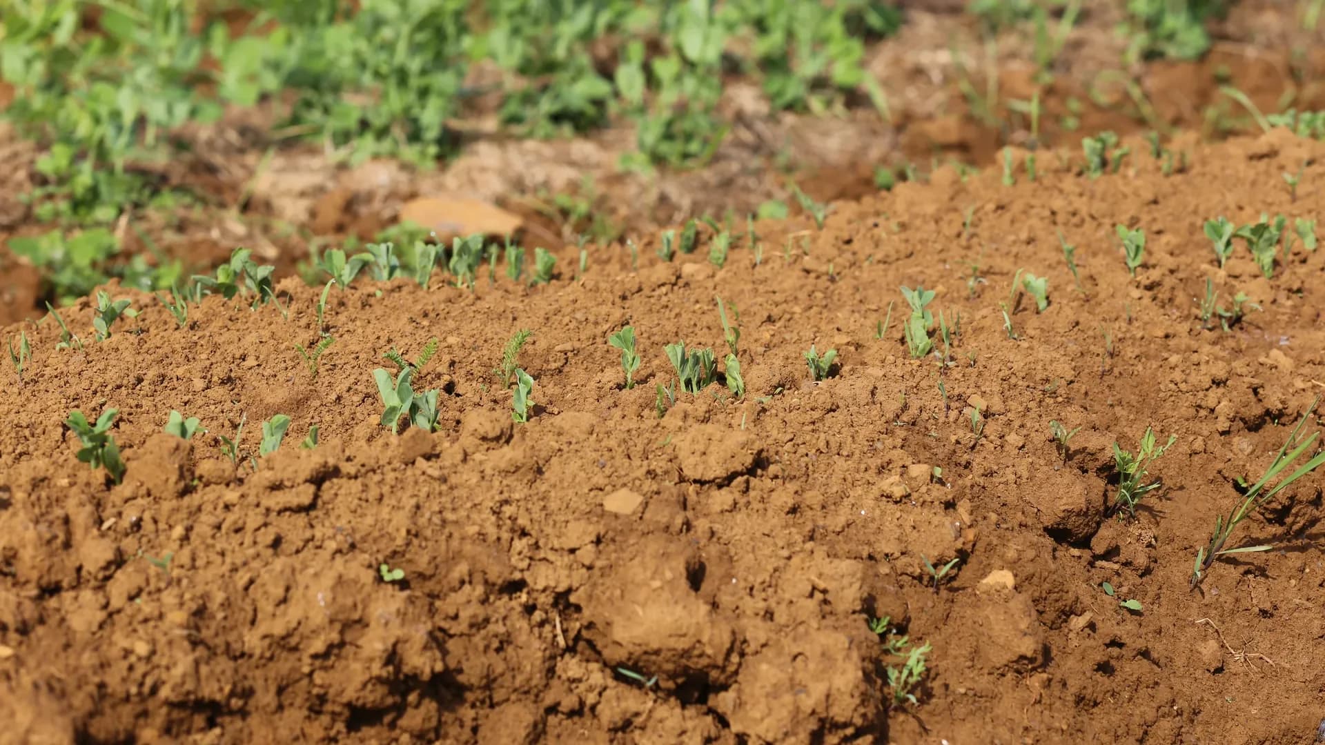 Quand semer les petits pois : calendrier par zone et par mois