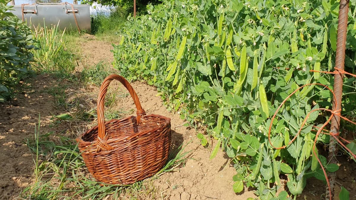 Quelle variété de petits pois semer ? Les meilleures variétés testées