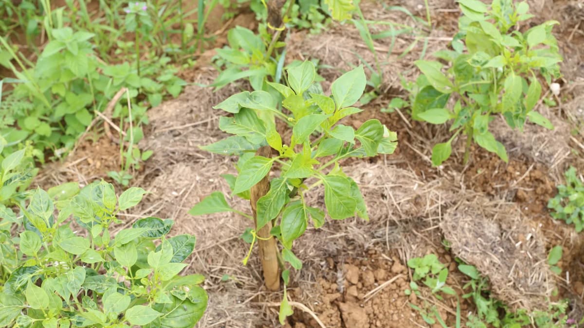 Tuteurage du poivron : comment attacher et soutenir ses plants